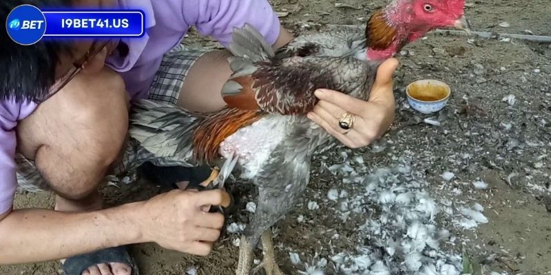 Cắt Lông Gà Chọi Đẹp, Nghệ Thuật Không Phải Ai Cũng Biết 4 Cắt tỉa lông ở phần đùi