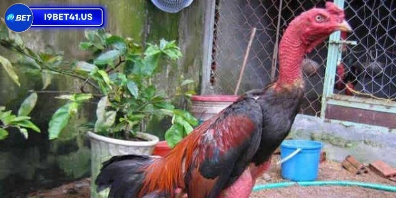 Cắt Lông Gà Chọi Đẹp, Nghệ Thuật Không Phải Ai Cũng Biết 3 Phòng ngừa bệnh tật và bọ mạt cho chiến kê