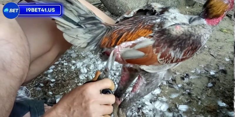 Cắt Lông Gà Chọi Đẹp, Nghệ Thuật Không Phải Ai Cũng Biết 2 Tại sao cần phải cắt lông gà chọi đẹp?