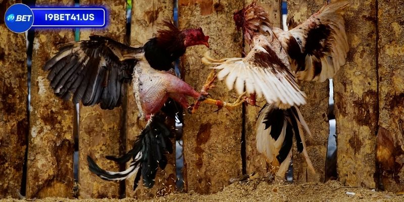 Trận Đá Gà 24 Tỷ, Sự Kiện Lịch Sử Đầy Hấp Dẫn Của Làng Đá Gà 3 Chi tiết cách để người hâm mộ theo dõi trận đấu
