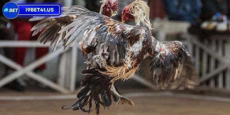 Trận Đá Gà 24 Tỷ, Sự Kiện Lịch Sử Đầy Hấp Dẫn Của Làng Đá Gà 2 Điểm hấp dẫn vượt trội của trận đá gà 24 tỷ