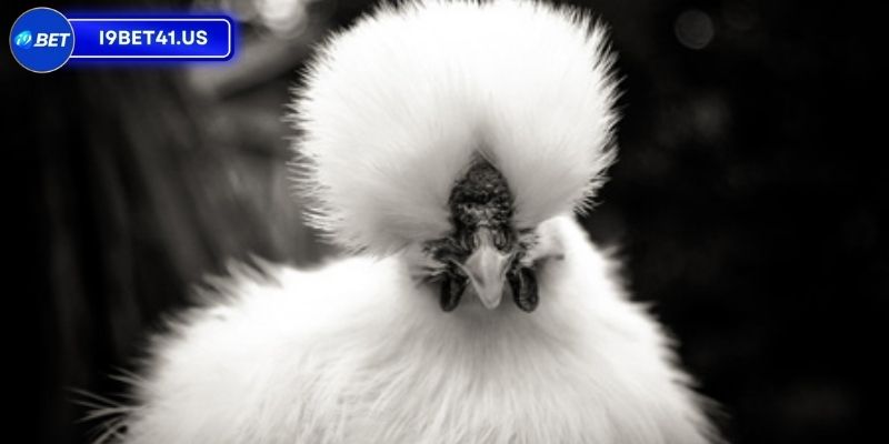 Top Dòng Gà Chọi Đẹp Nhất Việt Nam Khiến Bạn Mê Mẩn 3 Giống gà assila với bộ lông trắng tinh