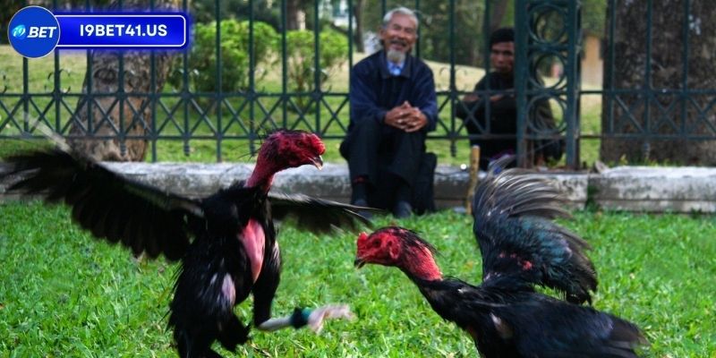 Top Dòng Gà Chọi Đẹp Nhất Việt Nam Khiến Bạn Mê Mẩn 4 Mẹo giúp người chơi chọn chiến kê đẹp và ưng ý