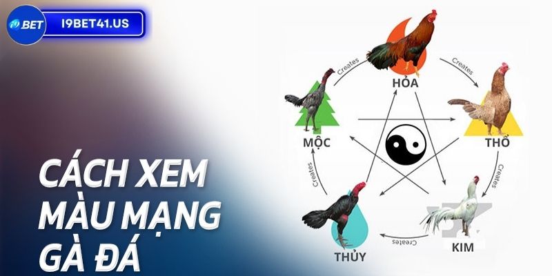 Xác Định Màu Mạng Gà Đá Ngày Hôm Nay Giúp Chiến Thắng 4 Những phương pháp xem màu mạng chuẩn xác