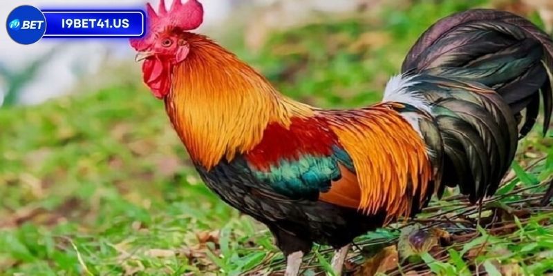 Xác Định Màu Mạng Gà Đá Ngày Hôm Nay Giúp Chiến Thắng 3 Chiến kê mạng Thủy với sự nhanh nhẹn và linh hoạt