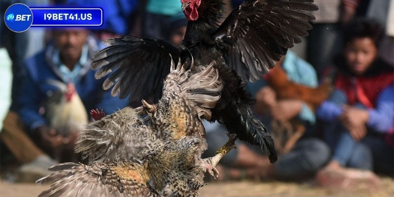 Trận Đá Gà 24 Tỷ, Sự Kiện Lịch Sử Đầy Hấp Dẫn Của Làng Đá Gà 4 Nhận xét của các tay chơi lâu năm về trận đấu thế kỷ