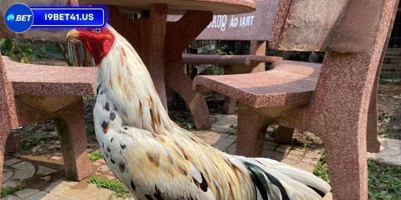 Gà Bướm Đá Ngày Nào Được, Bí Quyết Chọn Ngày May Mắn 3 Những dịp trong tháng thích hợp cho gà chiến đấu