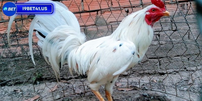 Gà Bướm Đá Ngày Nào Được, Bí Quyết Chọn Ngày May Mắn 2 Trong tuần, gà bướm đá ngày nào được may mắn
